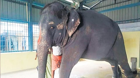 Joymala was leased out to the temple in 2008, reportedly for six months, by an individual from Assam’s Tinsukia.
