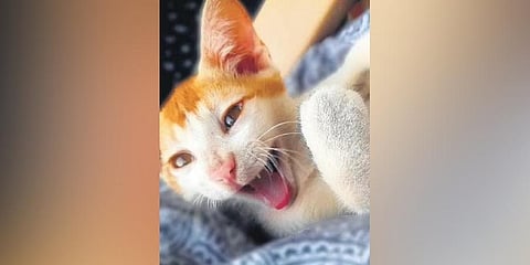 Purrfect pampering 