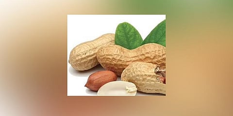 In a first, ICRISAT employs X-ray tech to assess quality of peanuts
