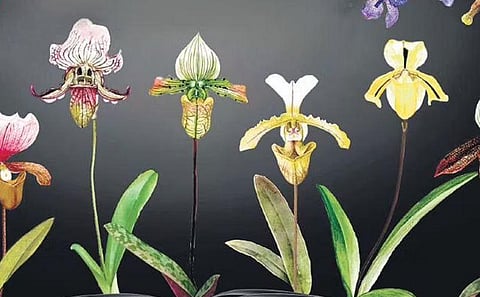 Is your orchid legal?