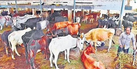 The slaughterhouse run by corporation at Kaloor