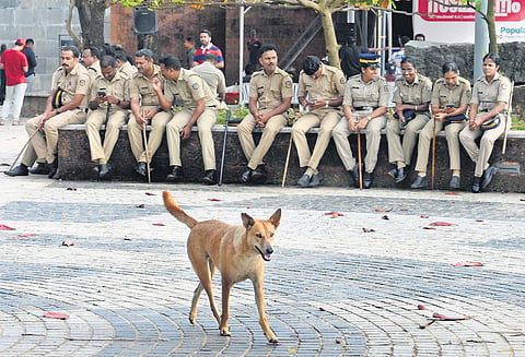 A street dog walks at the Kozhikode beach, a main tourist destination in the city, as police personnel take a break  while on duty for a public event on Friday | E Gokul