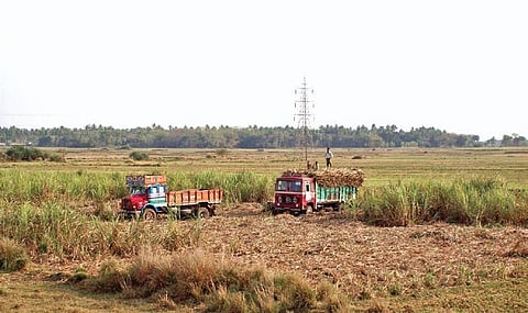 Farmers loading sugarcanes on trucks. Representative purpose only. (File Photo | EPS)