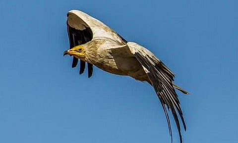 Egyptian vultures face perilous life in TN, numbers dwindle to single digit