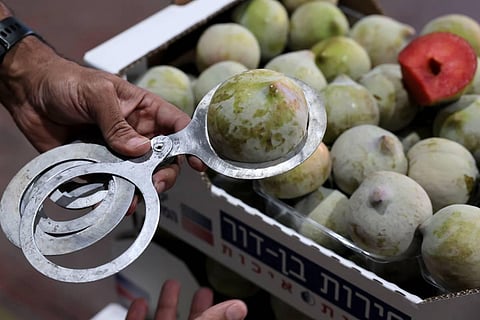 Watermelon Plum, one of the creations by an Israeli hybrid fruit grower in the moshav of Yesod HaMa'Ala in northern Israel. (Photo | AFP)