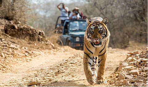 A tiger in Jim Corbett National Park in Uttarakhand. Representative image. (Photo | Sumeet Moghe/Wikimedia Commons)