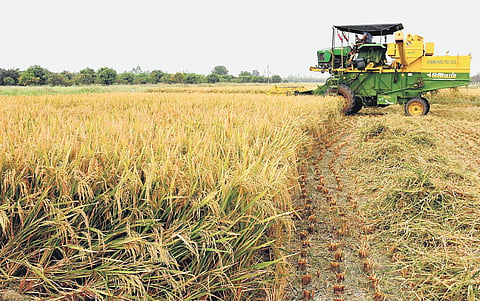 ANGRAU develops 10 new varieties of seeds