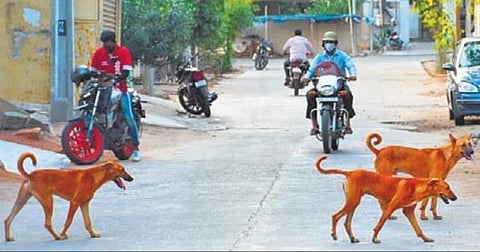 Image used for representational purpose only. (File photo| Express)