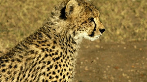 Cheetah (Photo | AFP)