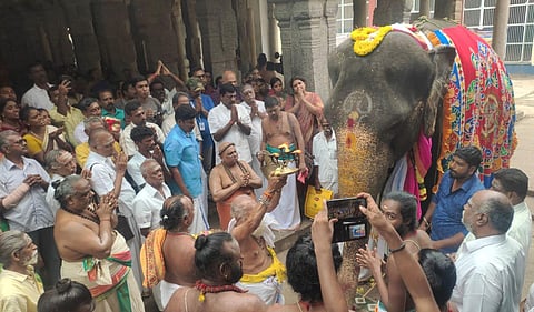 Elephant 'Abayambigai' getting adorned and revered on the day it completed 50 years at Shri Mayuranathaswamy temple in Mayiladuthurai. (Photo | EPS)