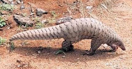 Police seize 23kg of pangolin scales
