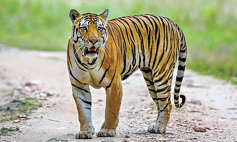 Tiger