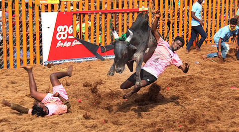 Pongal festival was celebrated across Tamil Nadu on Sunday as the day heralded the birth of the auspicious Tamil month 'Thai'. Unfortunately, two persons, including a bull tamer, were killed in separate jallikattu events in the state. In neighbouring Andh