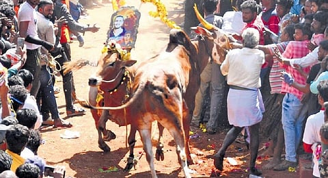 Contenders trying to tame the bull in Rangampeta on Monday | Madhav K