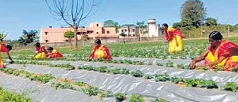 Members of SHG Elizabeth working on a strawberry farm in Daringbadi | Express