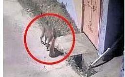 Screengrab of CCTV footage of the leopard in Valparai on Monday