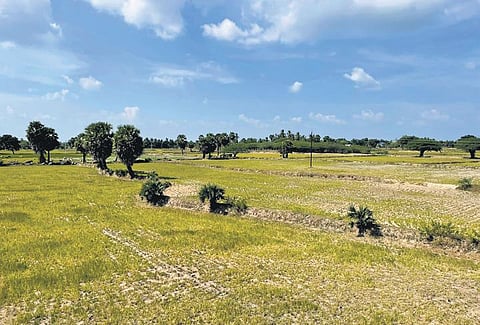 A flock of goats graze on drought-affected samba paddy fields in the Mimisal Firka of Pudukkottai. (Photo | M Muthu Kannan, EPS)