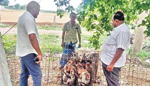 Representational image of Ongole Municipal Corporation (File photo |EPS)
