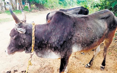 Cattle affected by lumpy skin disease in Vilangudi village in Ariyalur | express