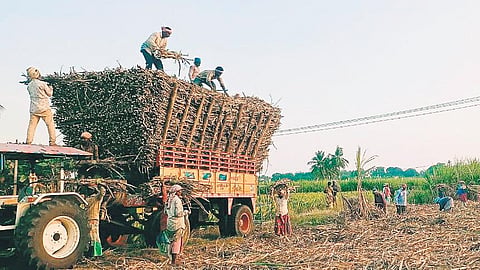 Farmers had lamented the delay in transporting sugarcanes | Express