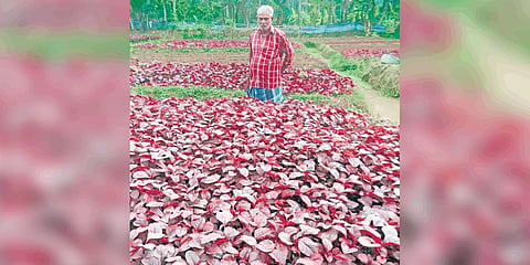 A farmer at his spinach field at Pandalam Thekkekara grama panchayat | ShajI Vettipuram