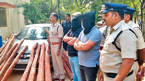 Red Sanders Anti-Smuggling Task Force conducted combing operations at Mallemadugu and Karakambadi forest areas near Yerpedu  on Thursday | EXPRESS