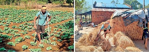 Rajkishor Digal in the agricultural farmland where he has grown cauliflowers. (Right) Rajkishor stacking harvested paddy | Express