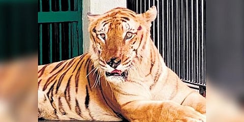 George the tiger