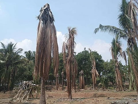 The usual life span of these coconut trees is around 40 years. (Photo | Express)