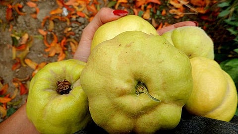 For representational purposes. (Photo  Wikimedia Commons)