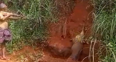 A videograb of a man shooting a pig and piglet at Kamakshy panchayat in Idukki district has triggered an outrage on social media. (Photo | Express)