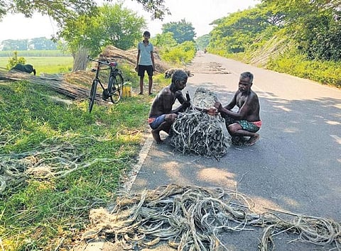 Farmers binding their harvested jute crop at a village in Jagatsinghpur  | Express