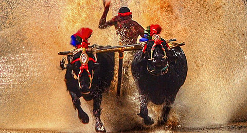 First Bengaluru Kambala to have 155m track, 116 buffalo owners confirm participation