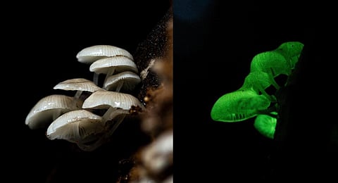 A team of researchers along with the forest department staff found a  rare  bioluminescent mushroom in the Kanyakumari Wild Life Sanctuary.