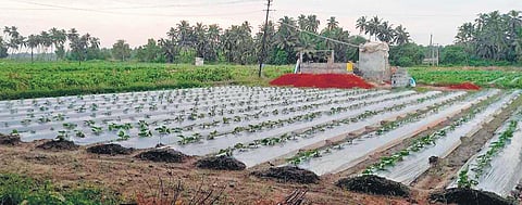 A Mattu Gulla field at Mattu village in Udupi district. (Photo | Express)