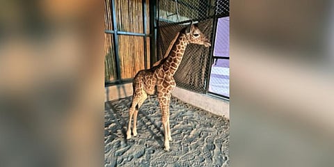 The newborn giraffe in   Assam State Zoo-cum-Botanical Garden. (Photo | Twitter @Himanta Sharma)