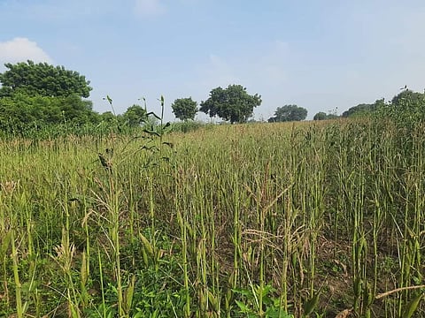 Maize cultivation was taken up over 69,000 hectares in Perambalur | Express