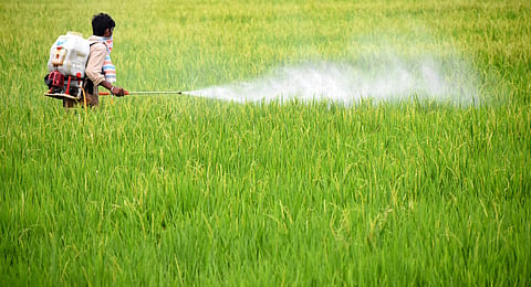 Pesticide use in India faces systemic and structural hurdles (File Photo | Madhav K, EPS )