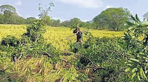 A farmer removes uprooted trees from his farmland after rain in Kalahandi | EXPRESS