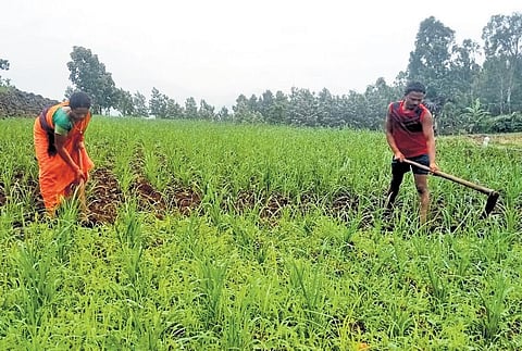 With unwavering determination, Pangi Vineeta has made her farm a shining example of sustainable agriculture.