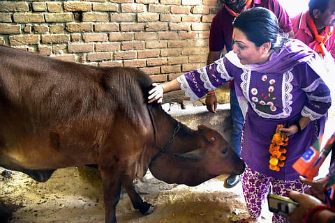 BJP candidate Siddhi Kumari caresses a cow during an election campaign for the Rajasthan Assembly elections, in Bikaner on Monday. (Photo | ANI)