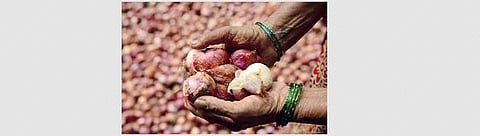 The soaring price of onions has brought tears to consumers. (File Photo)
