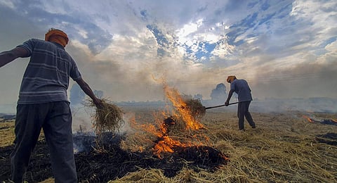 FILE - In this Thursday, Nov. 2, 2023, file photo, a farmer burns stubble (parali) to remove paddy crop residues from a field, on the outskirts of Amritsar. (Photo | PTI)