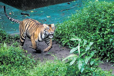 The officials are checking the availability of water, prey base and the presence of other tigers at the place to be chosen to release the tiger. (Photo | Express)