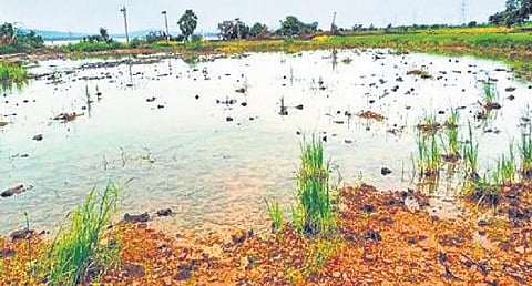 A file photograph of an inundated farm in Manthani Assembly segment