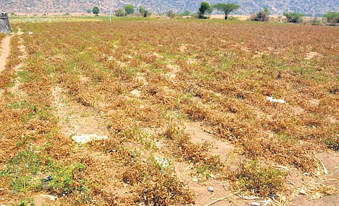 The tomato crop in drought-hit Aspari mandal of Kurnool district has withered  due to non-availability of irrigation water | Express