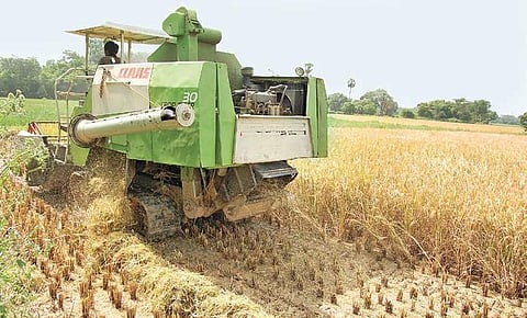 File photo: A farmer engaged in harvesting Samba paddy in Soorakkottai village near Thanjavur | Express