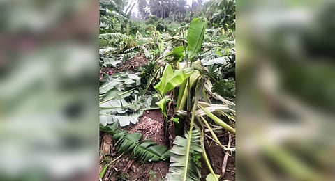 A farm land with banana plantations belonging to farmer K Mani at Thaliyur village was damaged by a herd of five wild elephants.