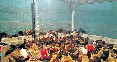 The Nirmal Mandal Samikya nurtures country chicks using organic feed; (below) A woman seen watering the field of vegetables