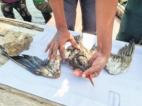 A sick Caspian Tern rescued by the  team on Wednesday. (Photo | Express)